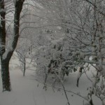 pic00005