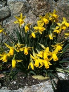 Flores- Narcisos- Logopress