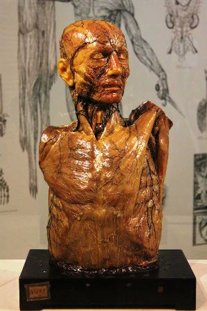 Modelo anatómico de cera UCM en el Museo de la Evolución Humana