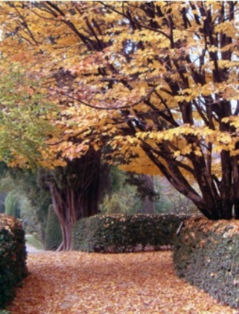 Real Jardín Botánico, paseos con hojas