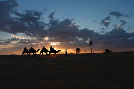 Camellos en desierto Túnez