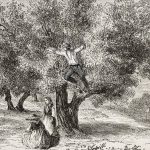Cultivo antiguo del olivar